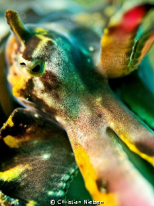 Abstract, color and shape of a flamboyant cuttlefish by Christian Nielsen 